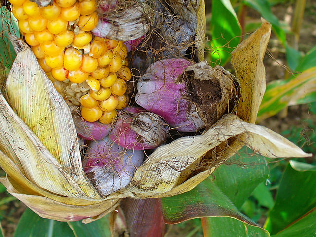 Parásito del maíz, conocido como Huitlacoche, combate el colesterol alto 