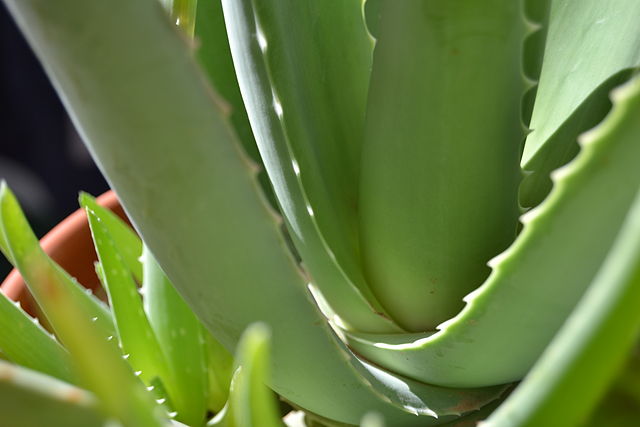 Aloe vera y probióticos contra los triglicéridos