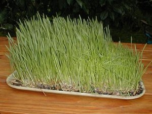 Propiedades de la hierba de trigo contra el colesterol