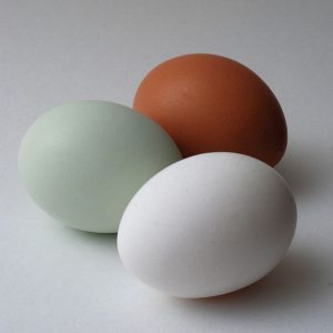Huevos azules sin colesterol de gallina araucana