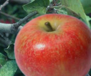 Puré de manzanas y boniatos contra el colesterol