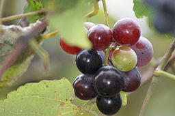 Cómo reducir el colesterol malo con extracto de semilla de uva