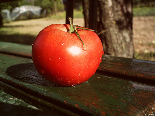 El tomate, vegetal protector del cerebro 