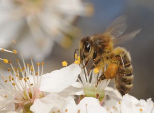 Polen de abejas